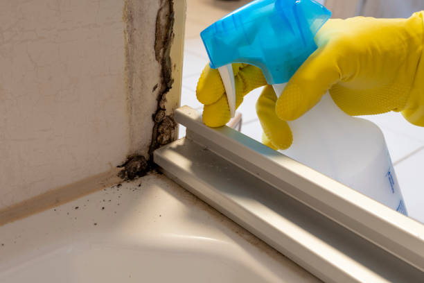 Reliable Louisville, NE Mold Removal Solutions