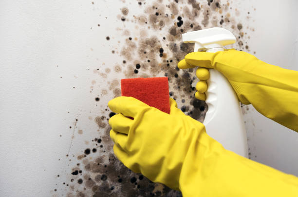 Best Mold Remediation Experts  in Louisville, NE