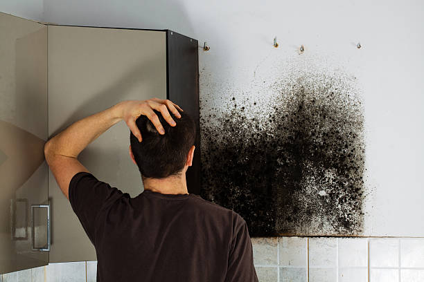 Best Certified Mold Removal  in Louisville, NE