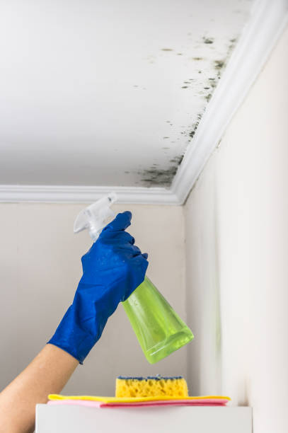 Best Emergency Mold Removal  in Louisville, NE